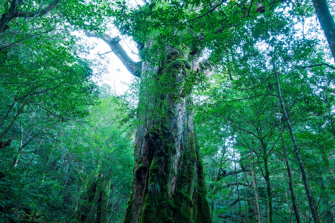 アウディ、屋久島と持続可能な未来の実現に向けた基本合意書を締結